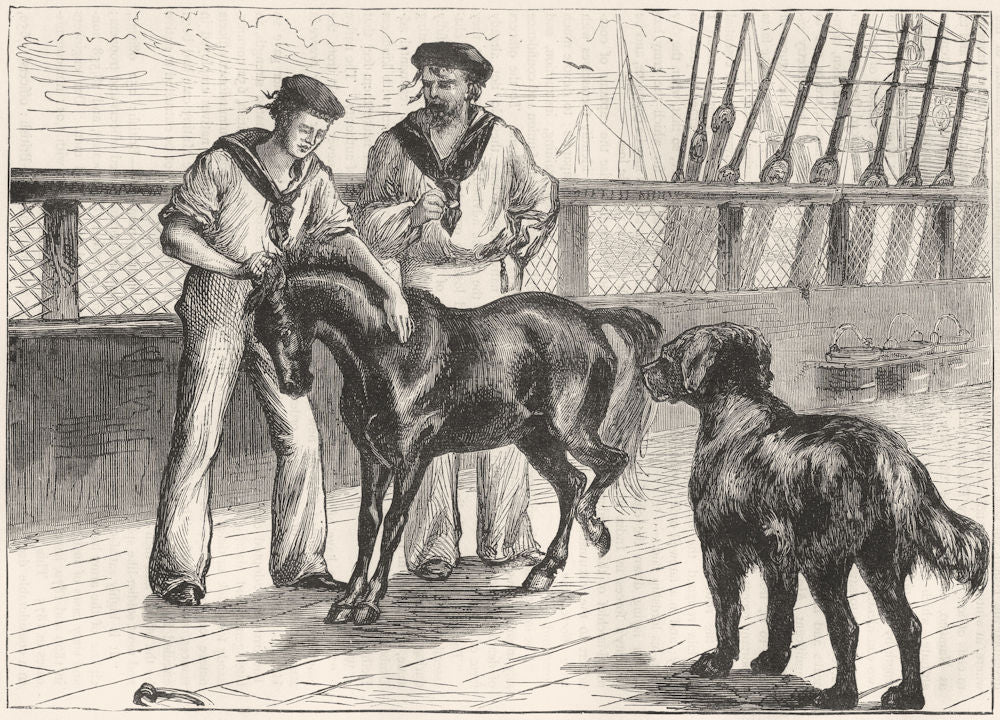 TIBET. On board the Serapis. The pony and Tibet Mastiff c1880 old print